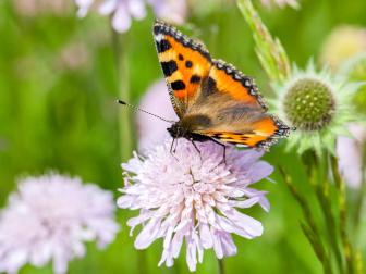 Bunte Schmetterlinge, singende Vögel, raschelnde Blätter. Leben im Naturgarten macht Freude. © Matthias Sorg